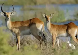 498848-red-lechwe-pair-botswana (1)