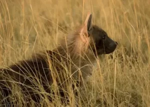 502390-brown-hyena-makgadikgadi
