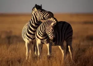 516776-zebras-in-etosha-national