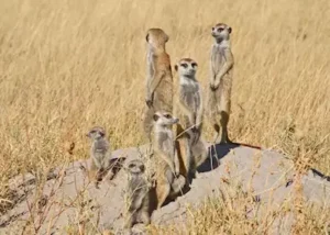 518684-meerkat-family-makgadikga