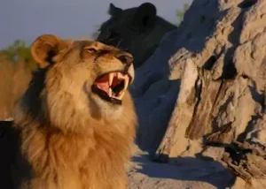 526345-lion-in-the-morning-light