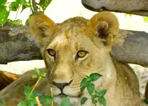 527691-lion-cub-linyanti-bush-ca