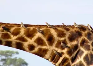534539-giraffe-chobe-national-pa
