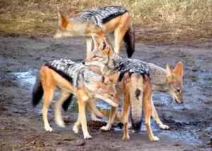 534540-family-of-jackal-chobe-na