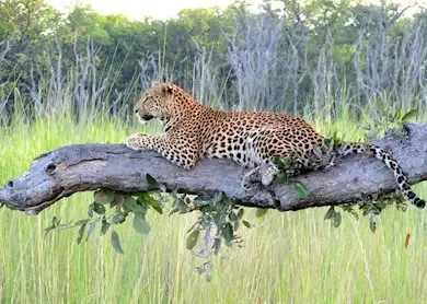 534557-leopard-moremi-wildlife-r