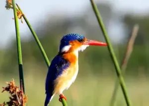538649-malachite-kingfisher