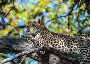 7993872-wildlife-viewing-at-khwa