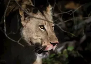 7999882-on-safari-in-the-khwai-p